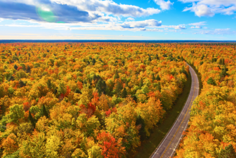 aerial view of autumn trees and road in Michigan