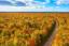 aerial view of autumn trees and road in Michigan